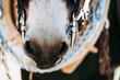 Close up sur les naseaux d'un cheval de trait brun avec son équipement de traction