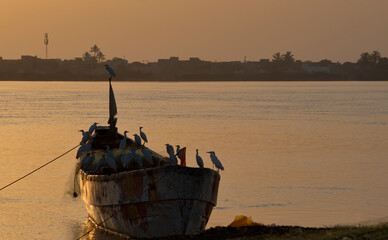 Wall Mural - West Africa. Senegal. A flock of white herons sit on a moored longboat in the seaport of Saint-Louis in the morning sunlight.