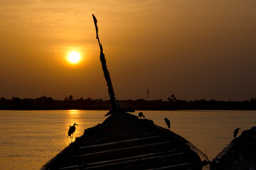 Wall Mural - West Africa. Senegal. A flock of white herons sit on a moored longboat in the seaport of Saint-Louis in the morning sunlight.