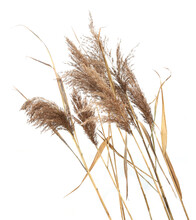 Dry Reeds Isolated On White Background. Abstract Autumn Dry Bulrush Growing In Marshy Area.