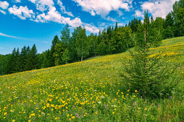 Wall Mural - Summer panoramic landscape with wildflowers and trees on a wide meadow, a winding river and a forest in the distance, clouds in the blue sky.