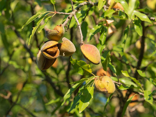 group of ripe almonds ( shell and seeds) on a branch