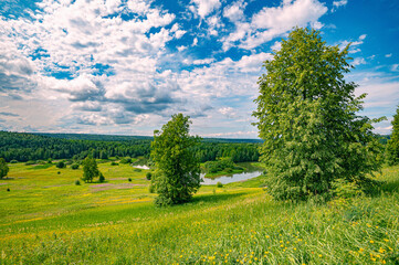 Poster - Summer panoramic landscape with wildflowers and trees on a wide meadow, a winding river and a forest in the distance, clouds in the blue sky.