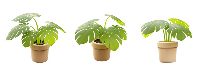 Green mini monstera plant in a pot isolated on white background 3d rendering