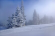 Zimowe drzewa , mglisty krajobraz