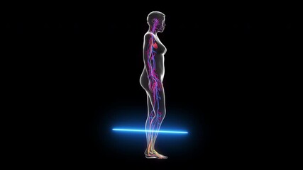 human anatomy x-ray. skeletal system, cardiovascular system, nervous system and internal female orga