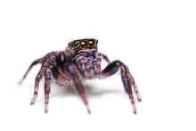 Jumping Spider On White Background, Salticidae