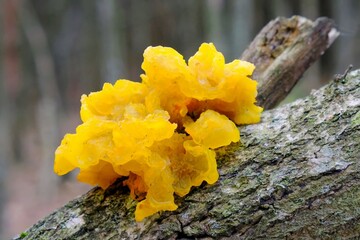 Canvas Print - Interesting mushroom Tremella mesenterica (yellow brain, golden jelly fungus, yellow trembler), looking like orange jelly on the tree. It has healing properties.