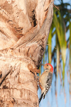 Side View, Medium Distance Of A Red Belly Wood Pecker , Digging Into Side Of A Palm Tree, Eating Grubs