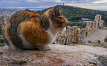 Athenian Cat