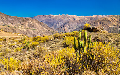 Wall Mural - Cactus plants at the Colca Canyon in Peru, one of the deepest canyons in the world