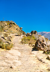 Wall Mural - Hiking trail at the Colca Canyon in Peru, one of the deepest canyons in the world