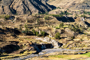 Wall Mural - Terraced fields within the Colca Canyon in the Arequipa Region of Peru