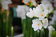 Closeup of paper white narcissus flowers blooming