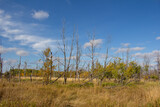 Fototapeta Sawanna - Manitoba Landscape