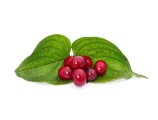 Wall Mural - Dogwood berries and green leaves.