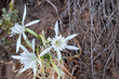 Pancratium maritimum sea daffodil sand lily is a white flower that grows at seaside. Blur background