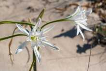 Pancratium Maritimum, Bulbous Wild Plant Blooming, White Flowers. Sand Lily Or Sea Daffodil