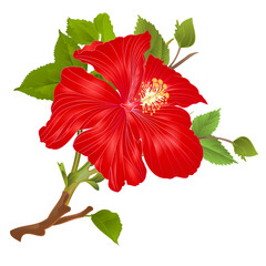 Tropical plant hibiscus red  flower stem   on a white background  watercolor vintage vector illustration editable hand draw natural