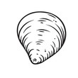 Hand drawn seashell, clam vector illustration. Marine underwater theme.