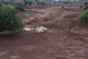 Botswana safari 2