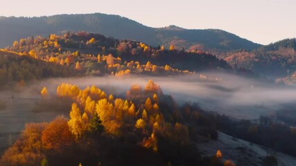 Wall Mural - aerial view of mountain forest in low clouds at sunrise in autumn. hills with red and orange trees i