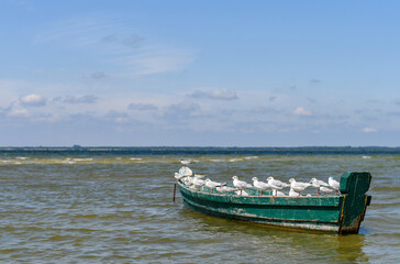 Naklejka na meble Seagulls sitting in a single row on side of the wooden fishing boat. 