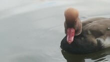 Close Up Of Red Crested Pochard Duck Slow Motion