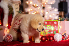 Tiny Golden Retriever Puppy Dog Under The Christmas Tree As A Suprise Present. He Is Surrounded By Gifts, Decoations And Holiday Lights. 