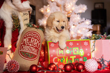 Tiny Golden Retriever Puppy Dog Under The Christmas Tree As A Suprise Present. He Is Surrounded By Gifts, Decoations And Holiday Lights. 