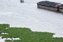 A Legion Of Water Hyacinths Floating On The Chaophraya River. Green Water Hyacinth Plant Spread All Over The River.