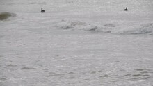 Long Camera Shot Canadian Geese Bobbing Up And Down In Ocean Lake Water On Windy Day In Winter Time
