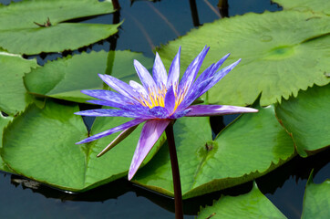 Wall Mural - Purple Lotus flower beautiful lotus blossom or water lily flower blooming on pond background