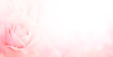 Blurred Horizontal Background With Rose Of Pink Color. Copy Space For Your Text