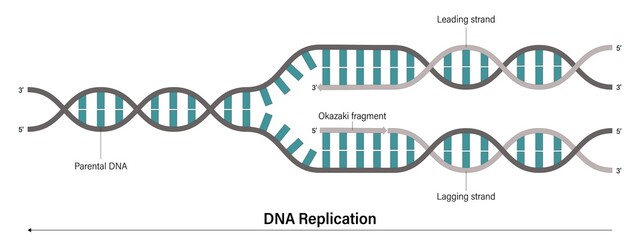 Wall Mural - DNA replication. Process by which a double stranded DNA molecule is copied to produce two identical DNA molecules.