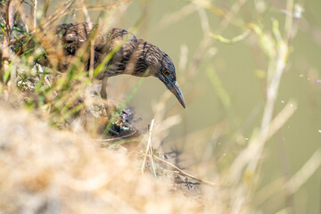 Wall Mural - Black-crowned night heron (Nycticorax nycticorax) stands on the shore of a lake.