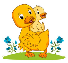 The Mother Duck Is Playing With The Duck