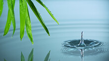 Super Slow Motion Of Water Drop Dripping From Green Palm Leaves, Spa And Wellness Background.