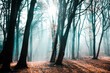mgła w lesie w promieniach słońca