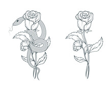 Hand Drawn Snake Wrapped Around A Rose. Floral Vector Illustration In Vintage Style  For Covers,  T-shirt Design, Fabrics, Notebooks And Cards.