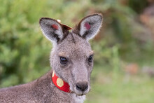 Portrait Of Young Tagged Eastern Grey Kangaroo (Macropus Giganteus) Looking Straight At Camera