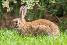 Brown Rabbit Sitting In Grass