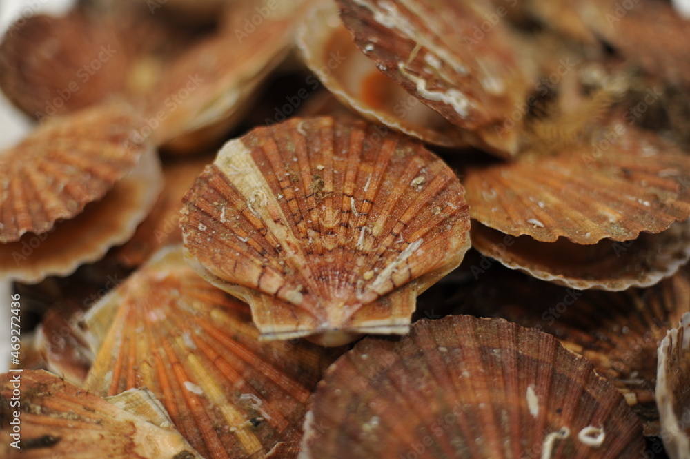Fresh scallops in shells, seafood, fruit de mer, hotate, St James shell ...