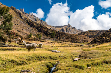 Sticker - Alpacas at Palccoyo rainbow mountains in Cusco region of Peru