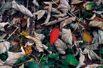 Wall Mural - Autumn leaves on the ground