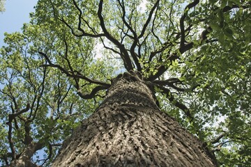 Wall Mural - tree in the forest