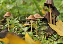 Two Beautiful Little Brown Fungi Between Green And Yellow Leaves Closeup In The Forest In Autumn
