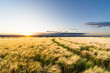 Gold-gelbes Getreidefeld beim Sonnenuntergang im Spätsommer in England mit Fahrspur von der Getreidesaat