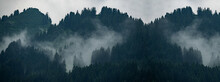 Amazing Mystical Rising Fog Forest Trees Landscape In Black Forest ( Schwarzwald ) Germany Panorama Banner .- Dark Mood