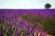 Lavender field in bloom